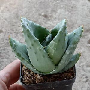 特稀有品种【金元宝芦荟】吉祥之物 镇宅 吸甲醛 防辐射 绿植盆栽