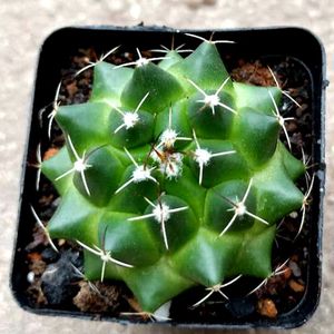 实生精品仙人球【白龙王】 易养开花办公桌吸甲醛 防辐射绿植盆栽