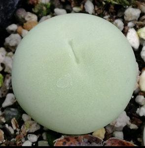 多肉肉锥鸽子蛋肉锥