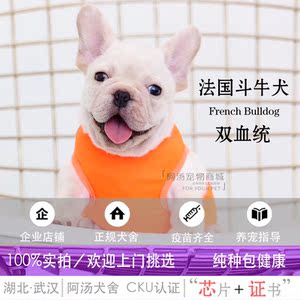 活体狗狗法国斗牛犬幼犬短毛犬纯种小法斗带芯片双血统证书小法牛