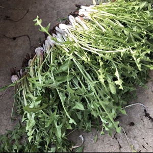 新鲜婆婆丁蘸酱菜1斤/2斤/3斤/4斤现挖蒲公英野菜苦菜山东净嫩菜