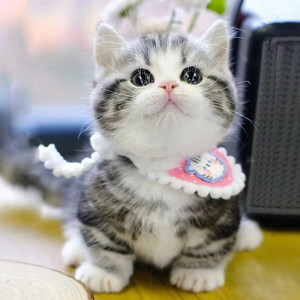 南宁本地猫舍出售纯种美短猫幼崽矮脚猫活体宠物猫咪美短加白起司