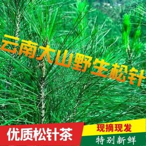 云南老树新鲜松针茶马尾松针野生全松叶茶粉食用酵素蒸包子枕头芯