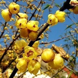 腊梅花树苗浓香型