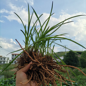 971人付款淘宝四季黄花菜种苗种子当年开花黄花苗根四季萱草金针菜苗