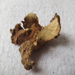 茯苓皮 云苓皮 茯神皮 永顺堂中药材 500克