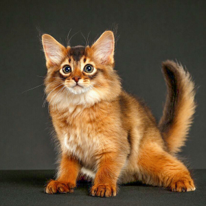 阿比西尼亚猫幼猫纯种索马里猫咪活物长毛埃及猫血统宠物猫舍活体