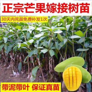 芒果树苗嫁接宫崎芒果苗四季南北方金煌台农桂七澳芒特大当年结果