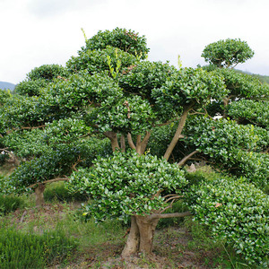 匠情家居旗舰店天猫万年青树苗冬青绿植大树盆栽耐寒四季常青室外