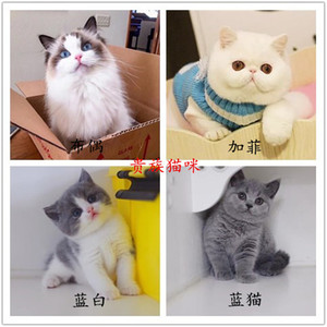 纯种蓝猫蓝白渐层加菲猫英短美短暹罗猫折耳猫布偶活体宠物幼猫咪