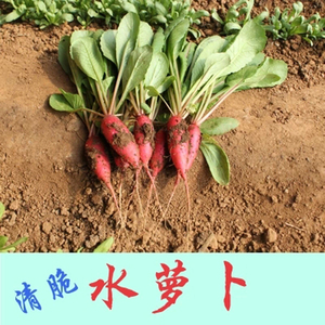 不糠水萝卜种子蔬菜种孑春秋季种阳台庭院盆栽水果红皮水萝卜种籽