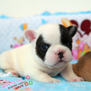 法斗纯种法国斗牛犬赛级法牛幼犬活体法斗黑白海盗脸宠物狗y