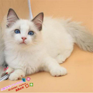 纯种蓝眼布偶猫活体海豹双色满背蓝双奶油色幼崽猫咪宠物猫出售g