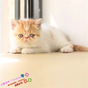 出售加菲猫活体幼猫红小胖异国短毛猫纯种宠物猫咪加菲幼猫包邮g