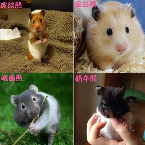 金丝熊虎纹熊眼圈熊奶牛熊仓鼠活体巨型稀有宠物大型长毛家养宝宝