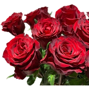 传奇 新品大花灌木月季红玫瑰四季开花庭院阳台花卉带土发货