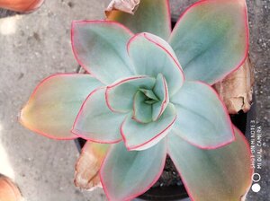 多肉植g物冰与火广寒宫杂交钢叶莲蓝光卢浮宫叶展20厘米左右有