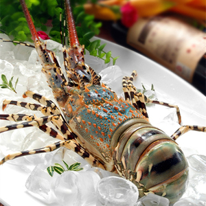 印尼鲜活小青龙海鲜龙虾250g澳洲小龙青龙仔活