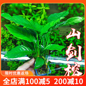 水榕水草山剑榕大叶榕鱼草缸造景植物真水草阴性懒人新手好养包邮