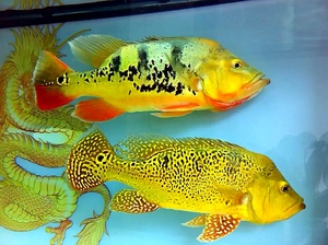 精品皇冠三间虫纹黄金巴西亚老虎眼斑帝王三间大型热带鱼活体宠物