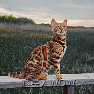 豹猫活体 纯种孟加拉豹猫幼崽宠物猫幼猫家养小猫咪巨型雪豹大型