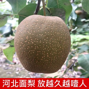 面梨水果新鲜当季整箱河北红面梨可放粉面噎人黑面梨小面梨面果梨