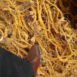 野生山杜仲 疏花卫矛 土杜仲 丝棉木500克包邮