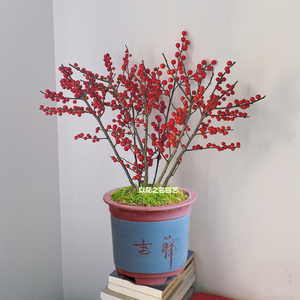 北美冬青树苗年宵花卉红豆相思豆春节圣诞鲜花带果发货冬季阳台