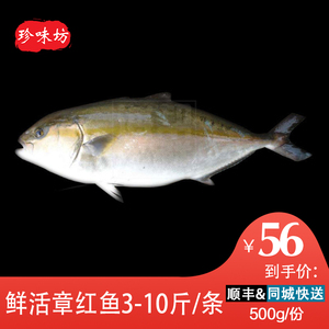 章红鱼鲜活海鲜红甘鱼黄狮鱼新鲜海鱼可刺身约3到10斤左右一条
