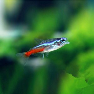 红绿灯小型热带灯科鱼观赏鱼淡水鱼苗缸群游鱼宝莲灯孔雀鱼活体鱼