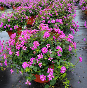 成都花卉植物销售马缨丹花镜植物花园花卉绿植景观植物四季开花