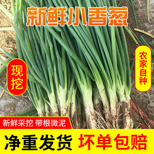 【顺丰】新鲜小香葱青葱秧笨葱蘸酱菜食用小葱新鲜蔬菜产地直销