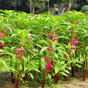 凤仙花苗指甲多层草花种子小桃红春季小学生实验盆栽重瓣花坛植物