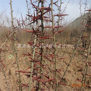 出售皂角树苗皂刺树皂角种子皂角苗带刺篱笆围墙防护墙果园防护栏