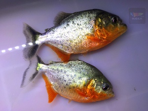 凶猛肉食性加拉辛热带野生淡水活体观赏鱼食肉性亚马逊红秘鲁红色