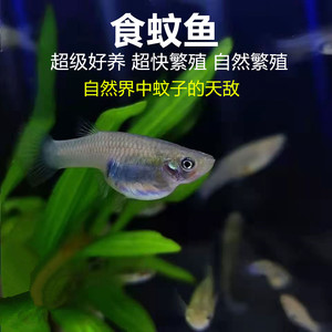 胎生繁殖组食蚊鱼易活大肚鱼吃蚊子幼虫淡水繁殖狂魔喂乌龟饲料鱼