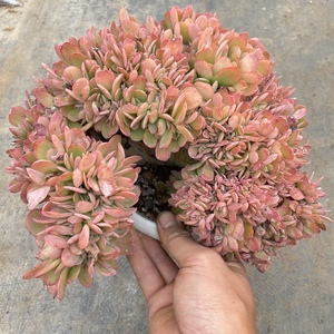 墨墨园艺多肉植物金凤凰缀化大棵老桩群生办公室阳台绿植盆栽花卉