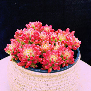 墨墨园艺 多肉植物红之玉锦爆盆红之玉多头带盆发货 新手阳台花卉