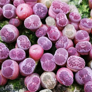 墨墨园艺紫李夫人紫李生石花多肉植物紫色系屁屁花番杏科一物一拍