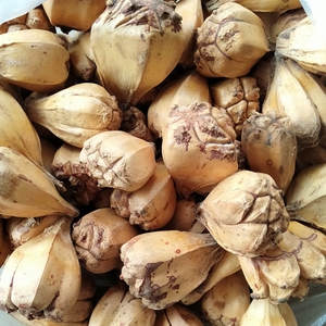 山菠萝 别名路兜果 勒古子 野菠萝 橹罟子 路兜勒中药材食用500克