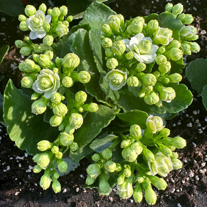 绿巴黎稀有品种长寿花盆栽重瓣大花带花苞植物花四季开花好养活