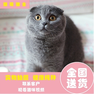 纯种英短猫苏格兰折耳猫银灰色虎斑宠物蓝猫活体幼猫折耳立耳咪