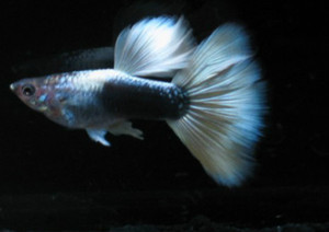 热带鱼象牙白精品孔雀鱼种鱼胎生鱼水族箱观赏鱼孕母