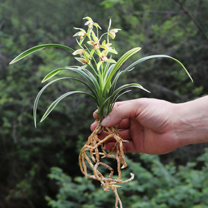 翁源兰花 大果冠 名贵金边矮种细叶建兰四季兰室内好养盆栽兰草花