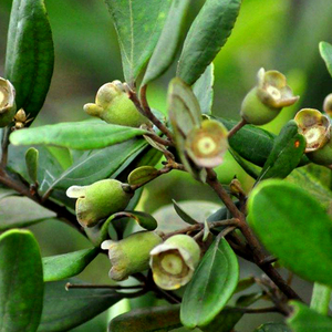 00同款货源东方红大药房旗舰店天猫切诺桉柠蒎肠溶软胶囊18粒0.