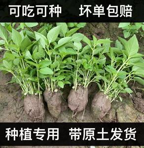 新鲜橄榄菜