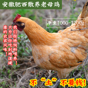 安徽农户散养2年现杀肥西老母鸡草鸡土鸡自养活鸡孕妇月子鸡笨鸡