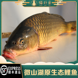 微山湖正宗原生态鲤鱼新鲜鲜活四鼻鲤鱼 大鱼 活鱼现杀淡水野鱼