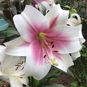 粉特里昂菲特大小种球lo铁炮百合盆栽地栽花后球抗病易养切花素材