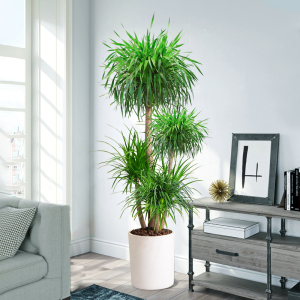 龙血树绿植盆栽大型植物客厅室内多头宽叶造型老桩好养龙须树盆栽